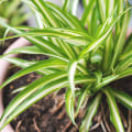 How to Buy the Best Air Filtering and Purifying Plants